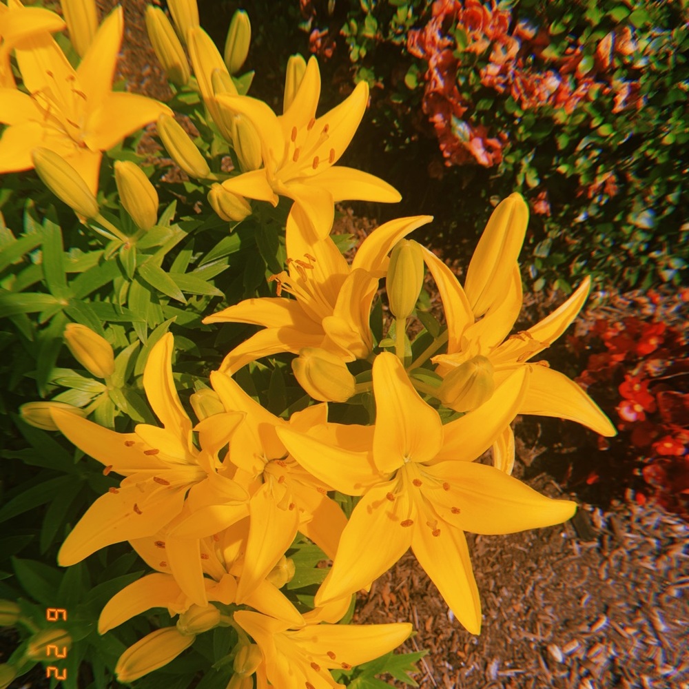 Meet your Posher, Suzanne